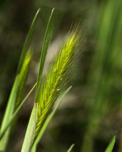 Close up image of grass