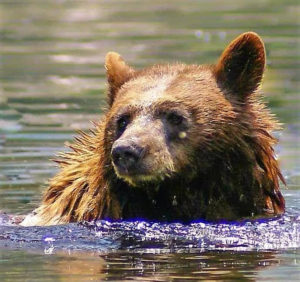 Image of a brown bear swimming in a river