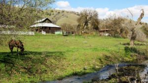 View of a horse and a stream with farm structures in the background.