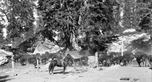 Image of a rider on a horse putting cattle onto the trail in 1941