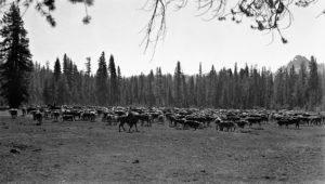 A herd of cattle in a meadow with two people on horseback