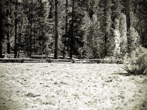 Image of a meadow with a fence and a forest in the background