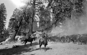 Image of two riders herding cattle (1941-3)