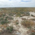 ALLENSWORTH ECOLOGICAL RESERVE
