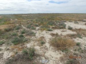 We see a long view of the low gray-green San Joaquin Valley scrub brush growing in the flat, dusty, cracked alkali habitat of Allensworth Ecological Reserve, with a cloudy sky above the long, straight horizon.