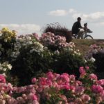 This photo depicts blooming roses in the Woodlake Botanical Garden with a biker in the background.