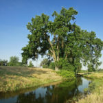 KAWEAH OAKS PRESERVE