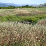 HOGWALLOW PRESERVE: HOGWALLOW ORIGINS