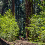 SEQUOIA NATIONAL PARK
