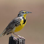 JAMES K. HERBERT WETLAND PRAIRIE PRESERVE: Some Birds of the Herbert