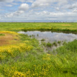 HERBERT WETLAND PRAIRIE PRESERVE