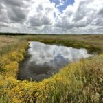 PIXLEY VERNAL POOLS PRESERVE